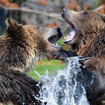 How To Overcome Your Fear Of The Bear Market